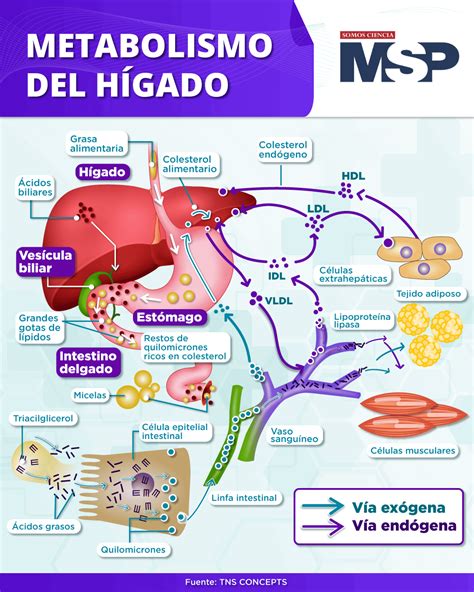 Esquema de las interacciones entre la salud materna, el hígado y el metabolismo durante el embarazo