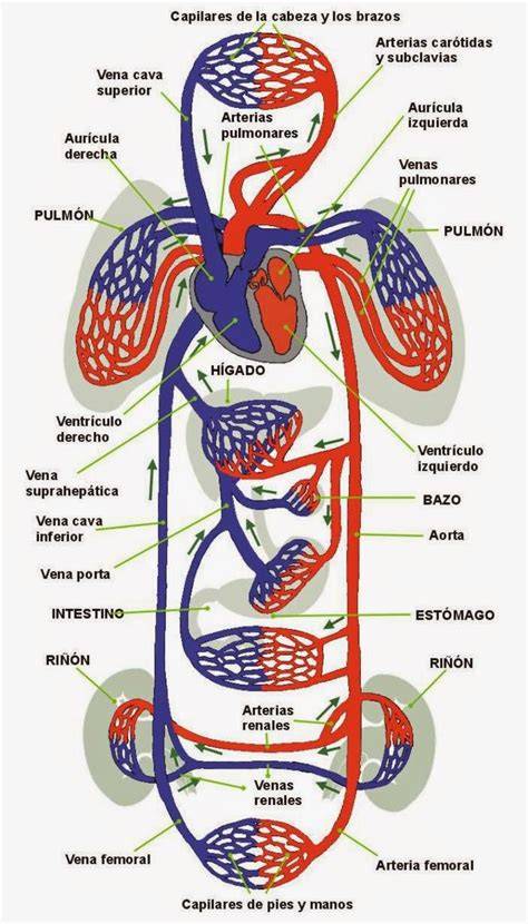 Esquema de la anatomía cardiovascular en una gestante avanzada con compresión uterina sobre la vena cava y aorta