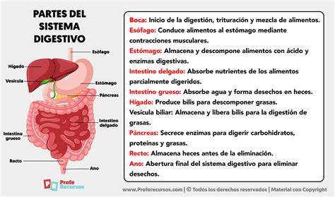 Esquema del sistema digestivo del bebé y sus principales órganos
