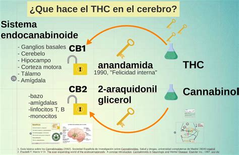 Diagrama: Mecanismos de acción del THC en el cerebro fetal y su impacto en el desarrollo neurológico.