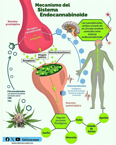 Esquema: Influencia del sistema endocannabinoide en el neurodesarrollo fetal.