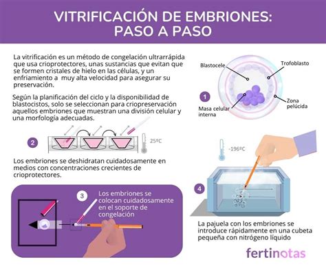 infografía proceso de vitrificación de embriones
