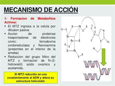 Esquema visual del mecanismo de acción de la nitazoxanida (inhibición de PFOR)
