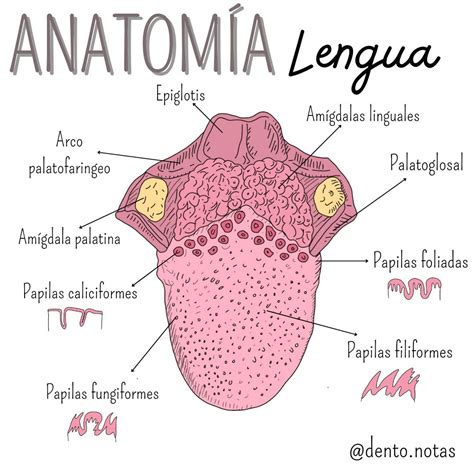 Mapa del cuello y base de la lengua mostrando posibles ubicaciones de tejido tiroideo ectópico.