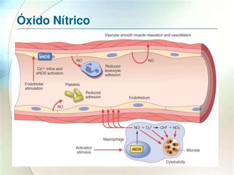 Diagrama del mecanismo de acción del óxido nítrico (NO) y su relación con L-arginina