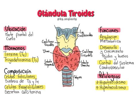 Esquema de la glándula tiroides en el cuello y su función
