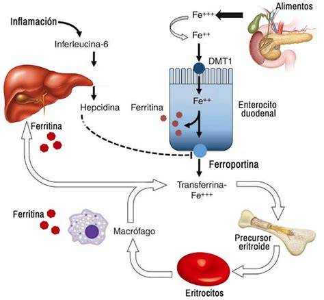 Esquema metabólico: absorción duodenal, transporte por transferrina y almacenamiento en ferritina.