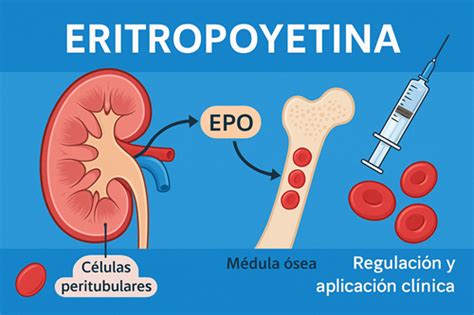 Esquema fisiológico de la anemia del prematuro y el papel de la eritropoyetina en la estimulación de precursores eritroides.