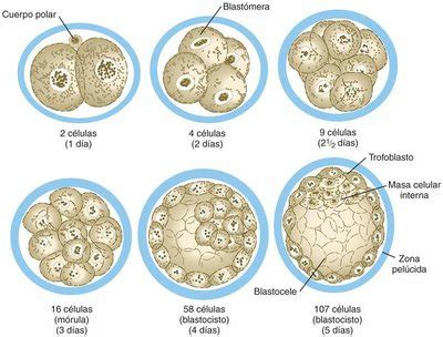 Microscopía de embriones en diferentes estadios de desarrollo