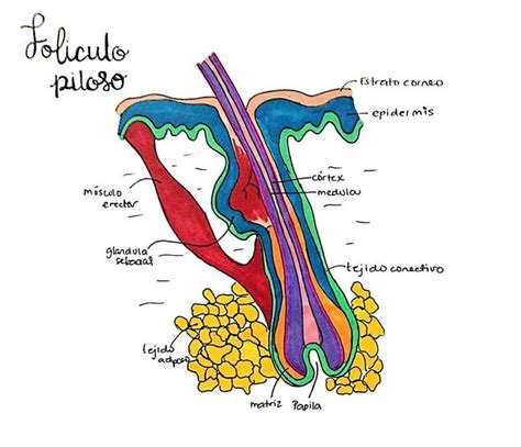 Esquema de un folículo piloso y cómo la placenta vegetal lo nutre
