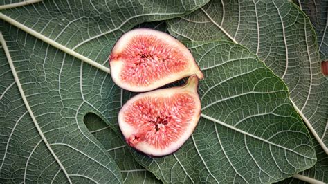 Esquema botánico de la higuera mostrando el detalle de sus hojas y frutos característicos