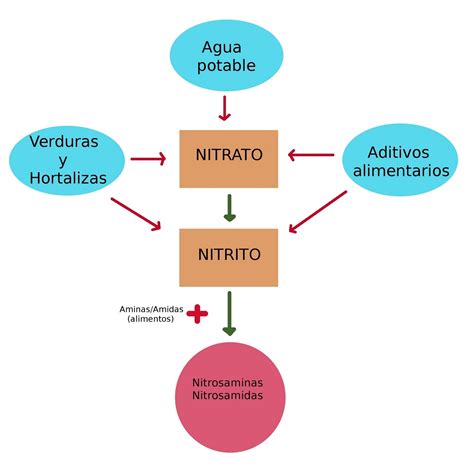 Esquema explicativo del proceso de conversión de nitratos a nitritos y consejos de seguridad alimentaria