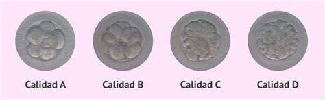 Tabla comparativa de las categorías de calidad para embriones tempranos y blastocistos.