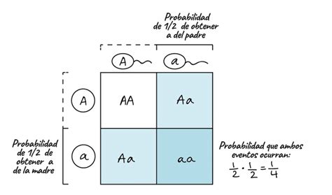 Esquema: Cuadro de Punnett ilustrando el cruce Aa x Aa y la segregación de alelos en la proporción 3:1.