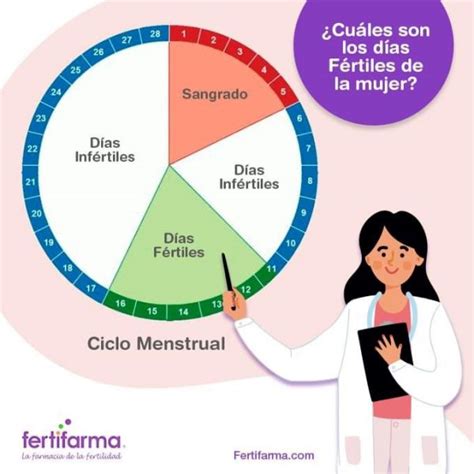 Esquema del ciclo menstrual con la ventana fértil y los días de ovulación marcados