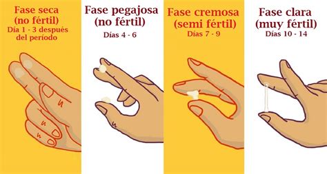 Foto ilustrativa de los diferentes tipos de moco cervical a lo largo del ciclo