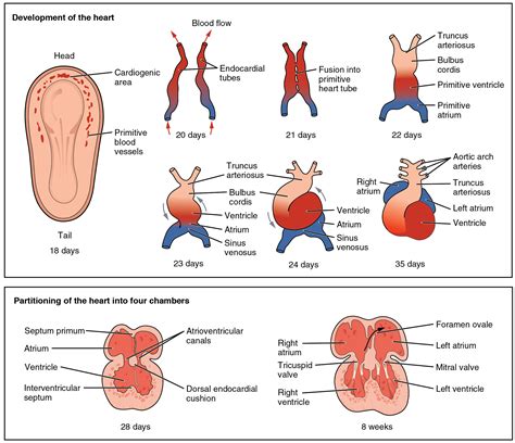 Esquema de la formación del corazón fetal en las primeras semanas