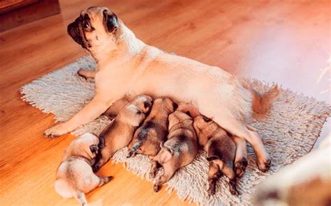 Ilustración de una perra con su camada de cachorros recién nacidos.