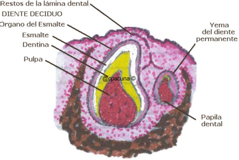 Diagrama de un germen dental con sus componentes (órgano del esmalte, papila dental, saco dental)
