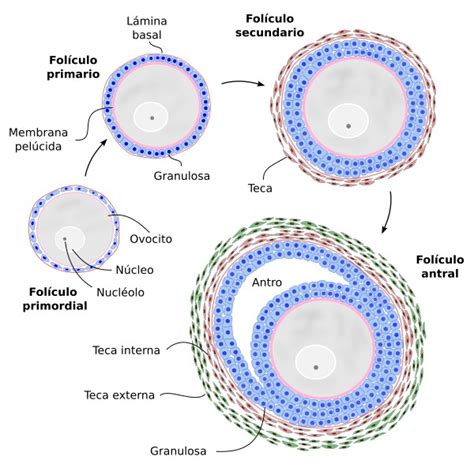 Esquema que muestra la diferencia entre un ciclo natural (un solo folículo) y un ciclo estimulado (múltiples folículos).