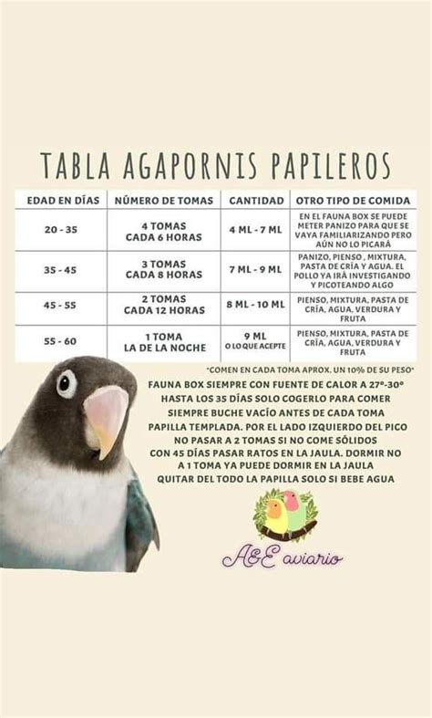 Tabla de alimentación por edad de agapornis papilleros