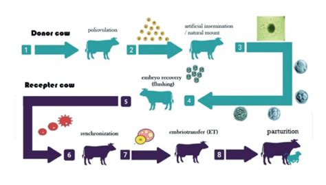 Diagrama simplificado del proceso de transferencia de embriones bovinos, mostrando la donante, la recolección de embriones y las receptoras.