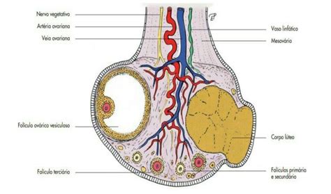 Ilustración de un ovario bovino con múltiples cuerpos lúteos, indicando una respuesta superovulatoria exitosa.