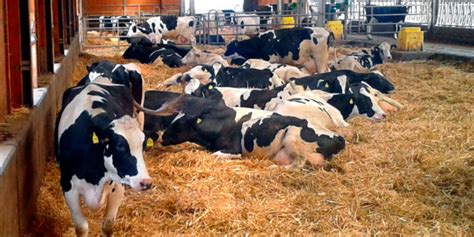 Grupo de vacas receptoras en un establo, seleccionadas por su buen estado de salud y condición corporal.