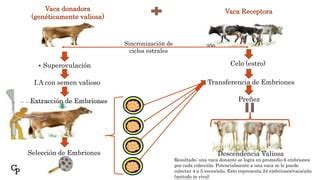 Ilustración de la técnica de transferencia de embriones no quirúrgica en una vaca.