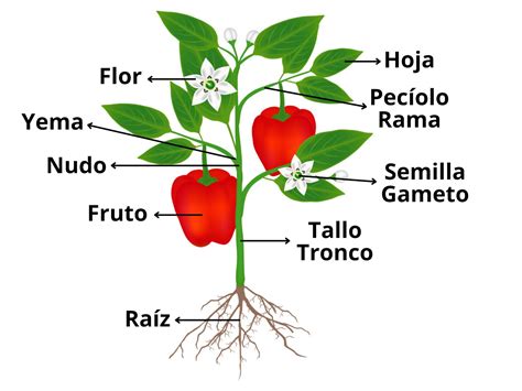 Esquema de las partes principales de una silla de paseo con indicaciones de posibles puntos de avería
