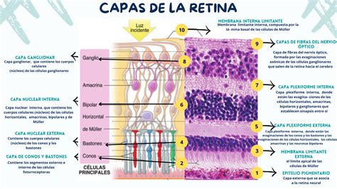 Ilustración de las capas de la retina