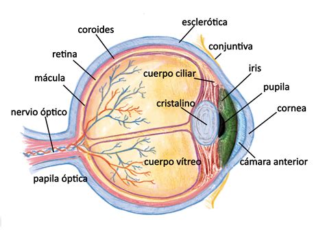 Diagrama de la anatomía del ojo, resaltando la córnea