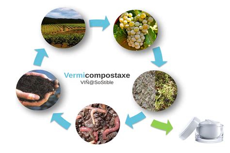 Infografía detallada sobre el proceso de vermicompostaje y la producción de humus de lombriz en casa.