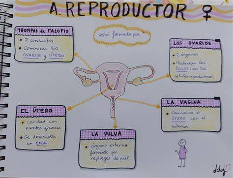 Esquema del sistema reproductor masculino y femenino, con indicadores de temperatura ideal.