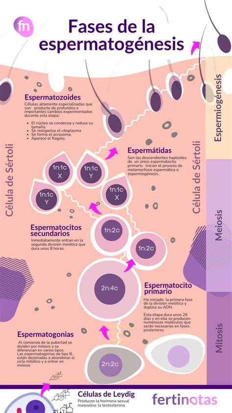 Infografía mostrando la espermatogénesis y los puntos donde el calor puede causar daño.