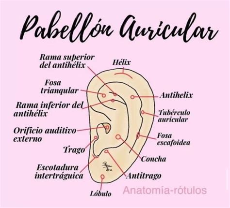 Esquema de la anatomía del oído externo: pabellón auricular y conducto auditivo externo