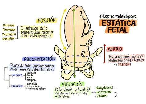 Ilustración general de la estática fetal y sus componentes