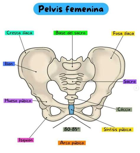 Diagrama de la anatomía de la pelvis femenina