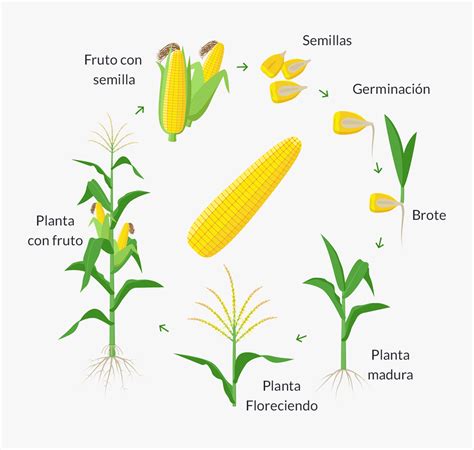 Gráfico del ciclo de vida de una planta autofloreciente con indicaciones de fertilización