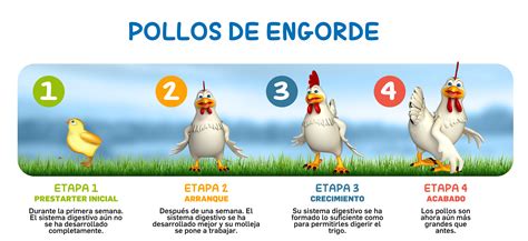 Esquema de las etapas de crecimiento de un pollo de jilguero: desde recién nacido hasta volandero con plumas completas