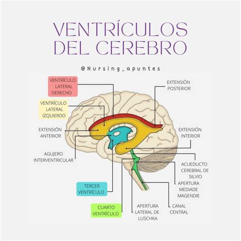 Esquema anatómico del cerebro neonatal con indicación de la matriz germinal y ventrículos