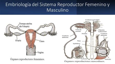 Esquema comparativo del desarrollo de los órganos genitales masculinos y femeninos a partir de la cresta genital.