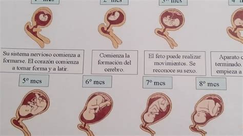 Infografía que muestra las etapas del proceso reproductivo donde interviene la reproducción asistida: estimulación ovárica, fecundación y transferencia embrionaria.
