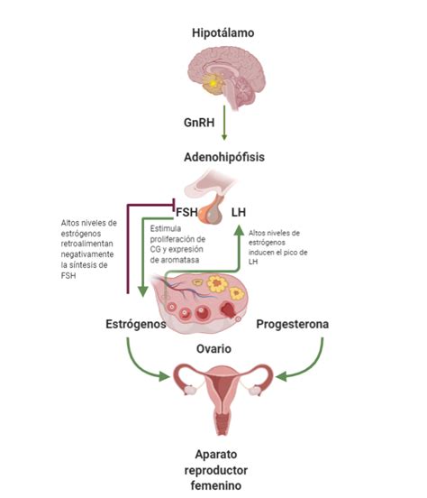 Esquema del sistema hormonal femenino y la glándula hipófisis