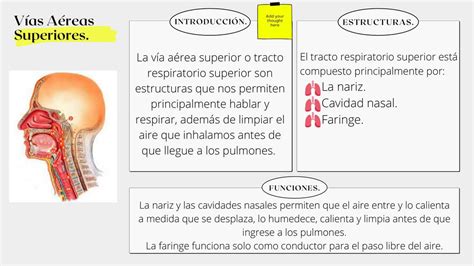 Esquema anatómico comparativo de una vía aérea sana frente a una vía aérea obstruida con inflamación y mucosidad en un lactante.