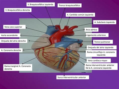 Esquema anatómico del corazón infantil y representación de las ondas de ultrasonido utilizadas en la ecocardiografía.