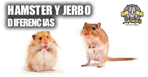 Infografía mostrando las diferencias anatómicas clave entre un jerbo macho y hembra.