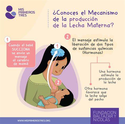 Infografía: Ciclo de oferta y demanda en la lactancia materna, mostrando cómo el vaciado del pecho estimula la producción.