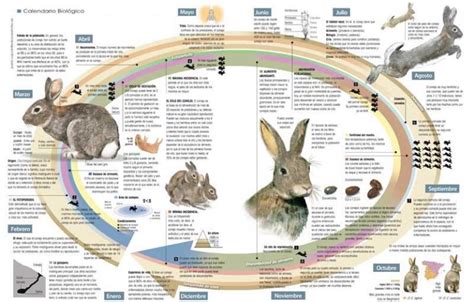 esquema del ciclo reproductivo de la coneja