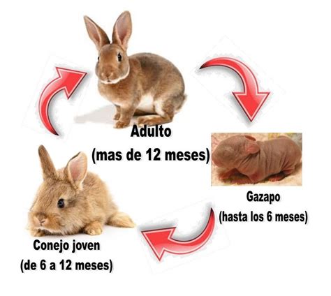 infografía sobre el desarrollo de los gazapos de conejo